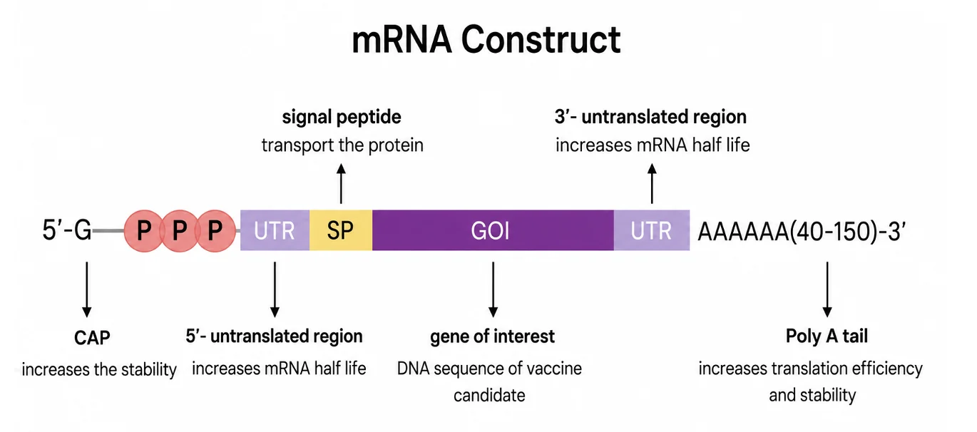 Foundational mRNA construct schematic for nucleic acid manufacturing