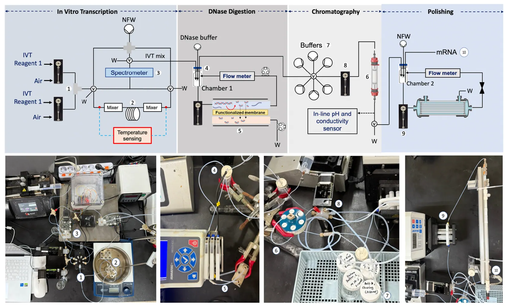 Oscillatory microfluidic bioreactor